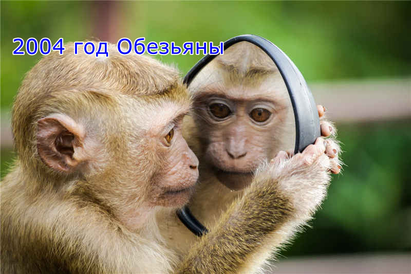 2004 год Обезьяны